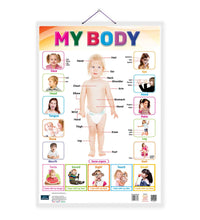 My Body Laminated Chart- Non-Tearable and Waterproof, Double Sides Printed Laminated Chart, Perfect for Homeschooling, Kindergarten and Nursery Childrens.