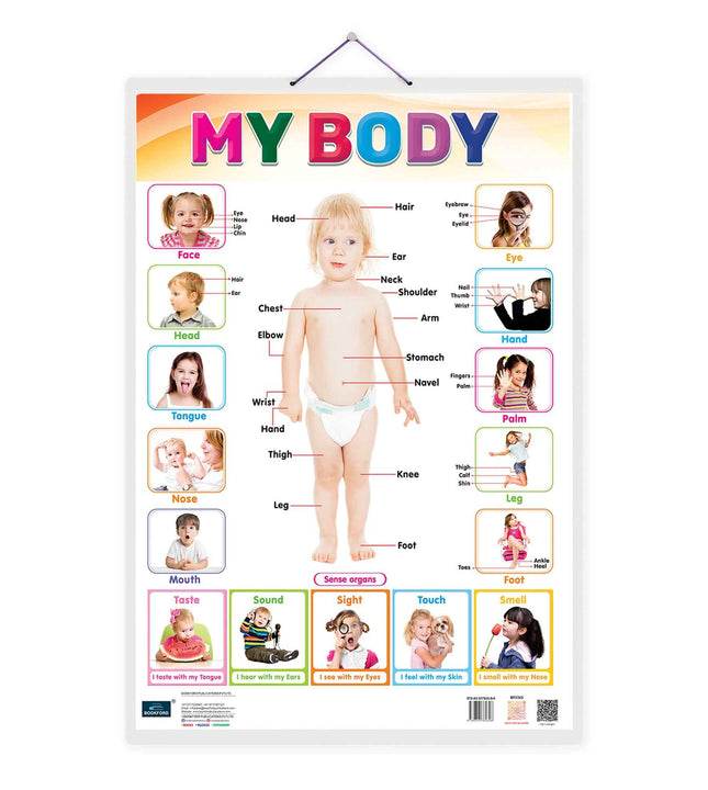 My Body Laminated Chart- Non-Tearable and Waterproof, Double Sides Printed Laminated Chart, Perfect for Homeschooling, Kindergarten and Nursery Childrens.