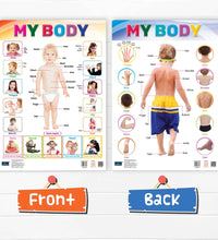 My Body Laminated Chart- Non-Tearable and Waterproof, Double Sides Printed Laminated Chart, Perfect for Homeschooling, Kindergarten and Nursery Childrens.