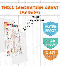 My Body Laminated Chart- Non-Tearable and Waterproof, Double Sides Printed Laminated Chart, Perfect for Homeschooling, Kindergarten and Nursery Childrens.
