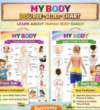My Body Laminated Chart- Non-Tearable and Waterproof, Double Sides Printed Laminated Chart, Perfect for Homeschooling, Kindergarten and Nursery Childrens.