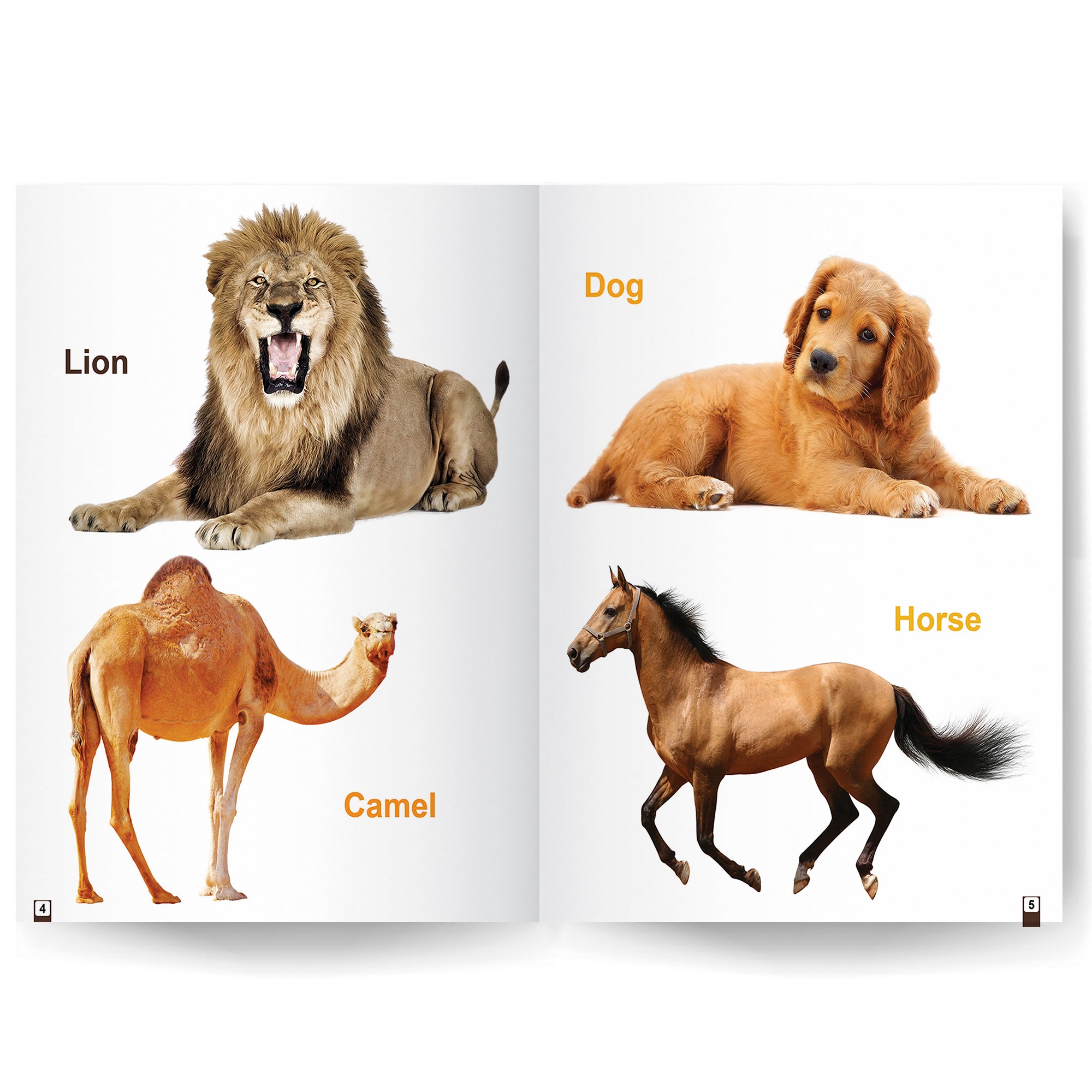 Library Animals Book My First Library Book Of - Wild Animals And Domestic Animals Books For ...