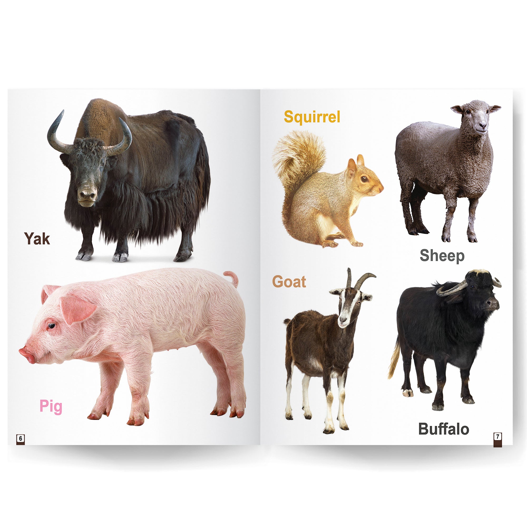 Library Animals Book My First Library Book Of - Wild Animals And Domestic Animals Books For ...
